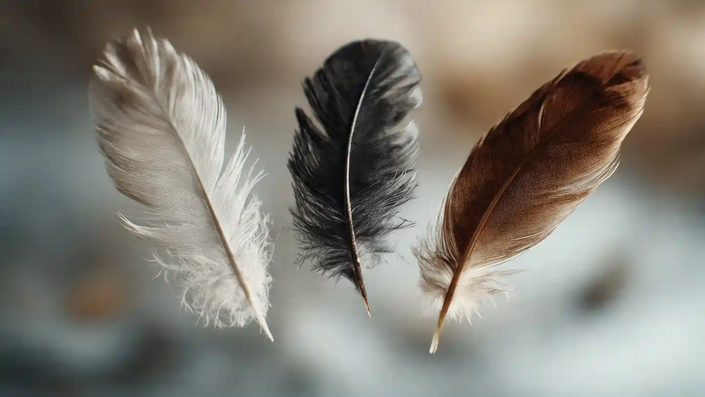 White black and brown feathers showing spiritual meaning feathers and angelic signs